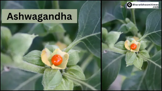 Ashwagandha