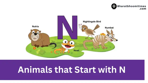 Animals that Start with N