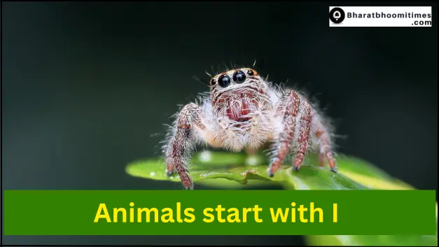Animals That Start with I