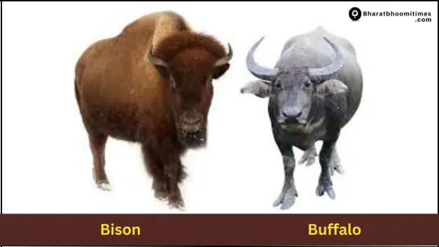 Difference Between Bison and Buffalo