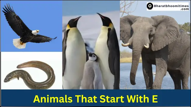 Animals That Start With E