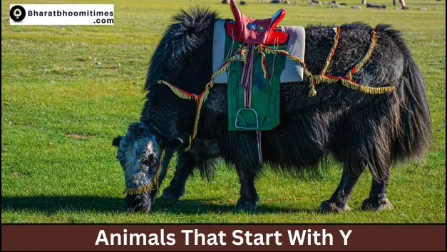 Animals That Start With Y