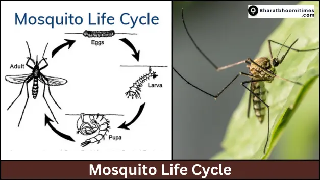 Mosquito Life Cycle