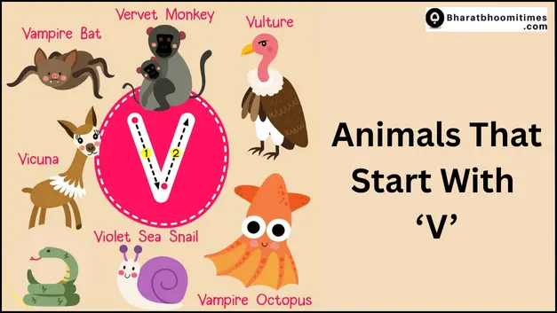 Animals That Start With V
